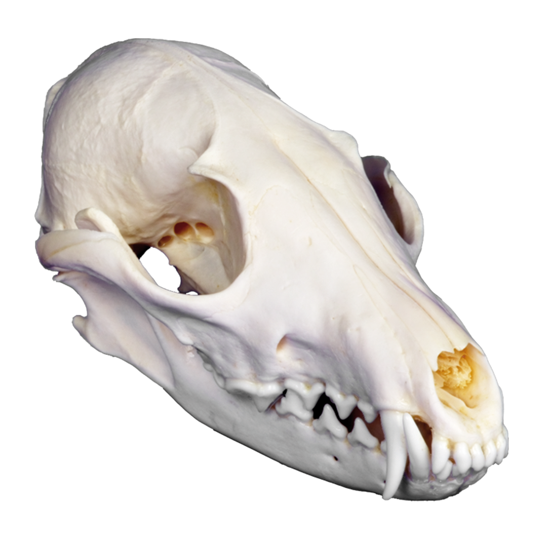 Fuchs, Schädel