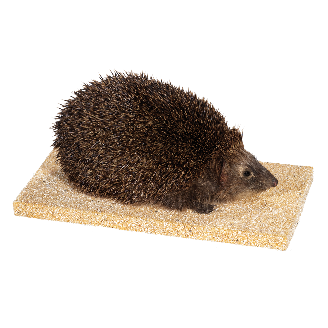 Igel