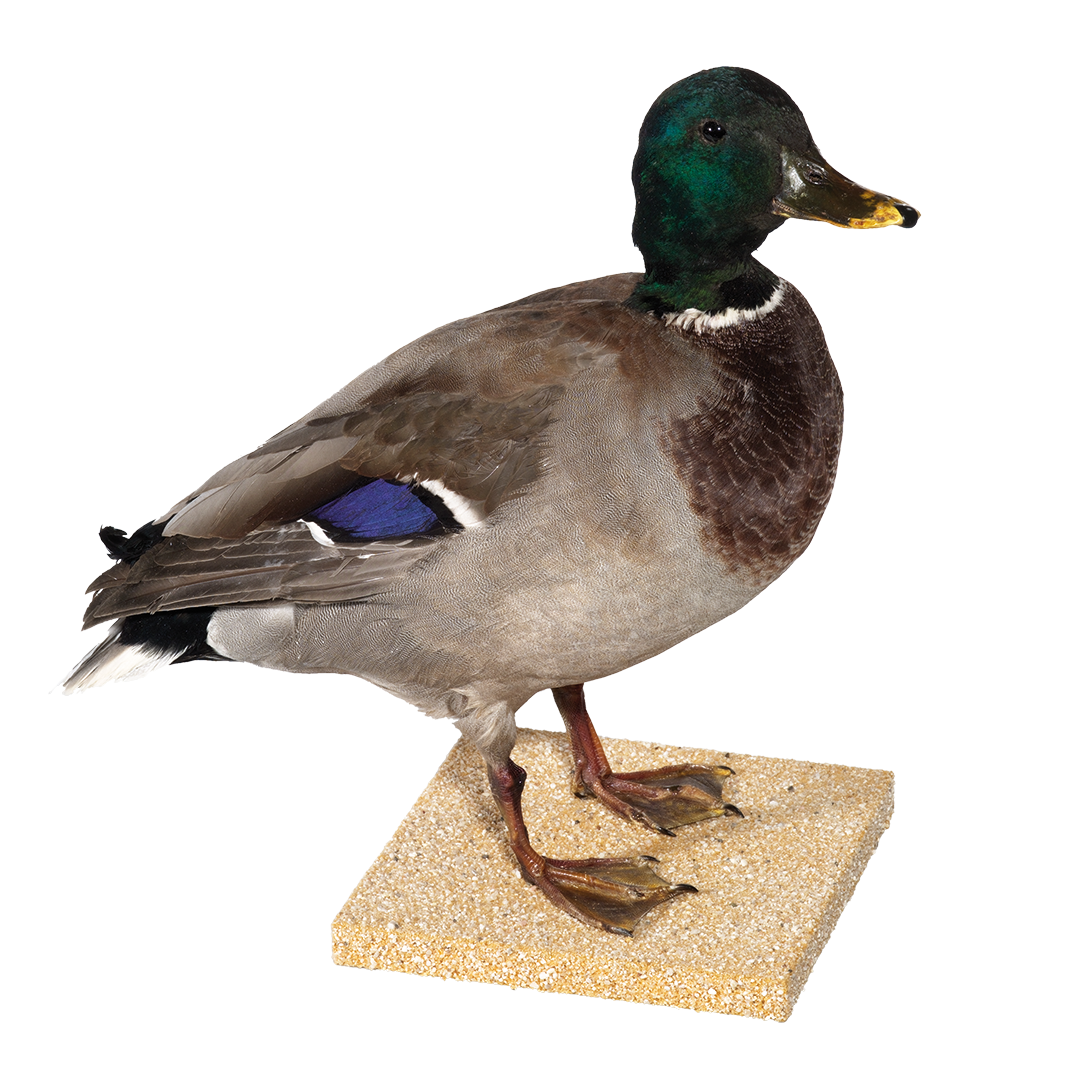 Stockente, männlich