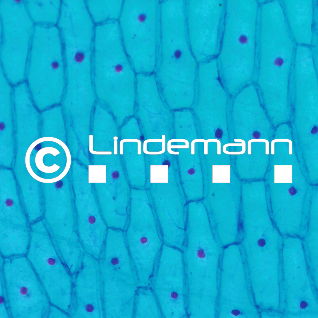 Allium cepa, Küchenzwiebel, Epidermis, Totalpräparat